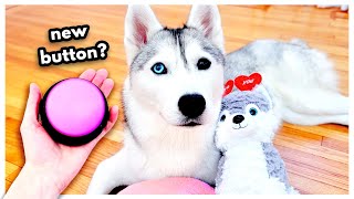 Husky Gets New BUTTON for Valentine&#39;s Day!