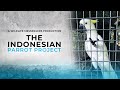 Az Indonéz Papagájvédelmi Projekt | Dokumentumfilm