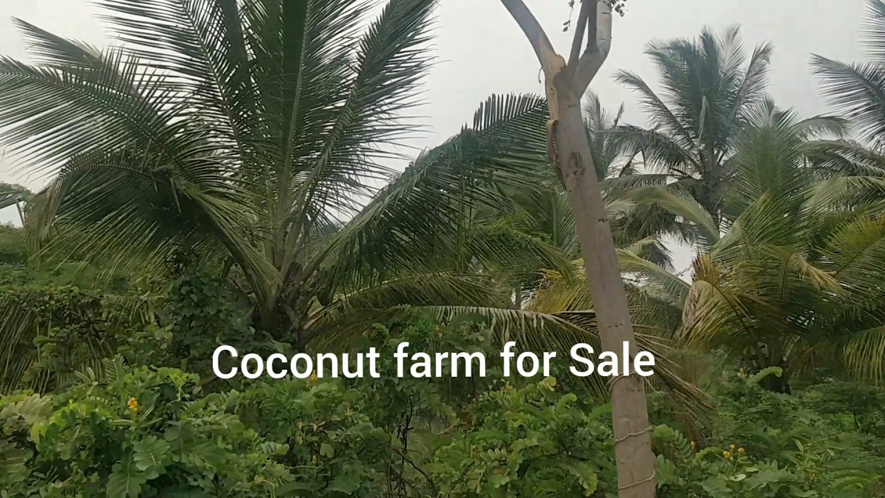 Coconut farm for Sale near Aandarkulam, Vellamadam, Nagercoil