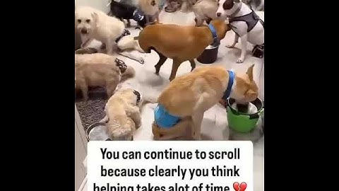 Please don’t scroll without sending a loving ❤️and donate$1250 to feed as Our donation link in bio 🙏