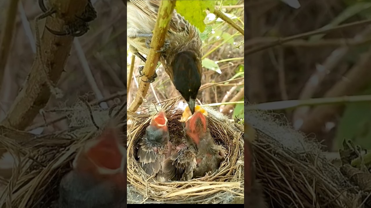 Bulbul mom feeding yellow food for Chicks (p2) 