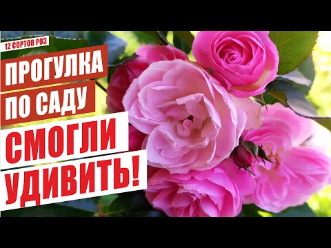 Видео: Рози (65 снимки): как да се грижим за красиви домашни цветя? Грижа за най -високите храсти в градината. Как да засадите рози?