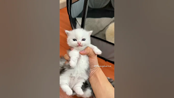 Video 10029291: kitten cutecat pets meow, cat meow pets cutecat, pets meow funny cutecat, pets cutecat baby cat, pets meow cute kitten, little kitten meowing cat, cuties cat kitten cute