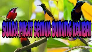 Suara pikat semua burung kolibri pasti lengket