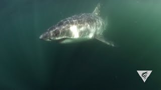 Tagging along with sharks to the White Shark Cafe