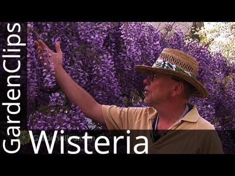 Wisteria or Wysteria - How to control Wisteria - Beautiful but destructive creeping vine