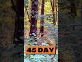 НЕОЖИДАННАЯ ВСТРЕЧА В ПАРКЕ | День 45 #похудение #бег #худеюимотивирую #челлендж #мотивациядня