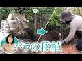 【バラの移植】地植えしてあるバラの移植