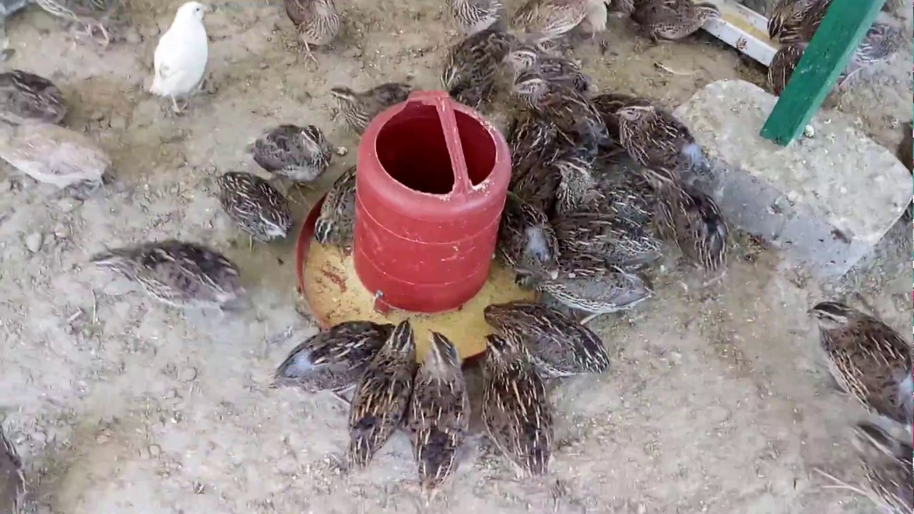 Quail farming in Bangladesh Japanese Quail farming YouTube