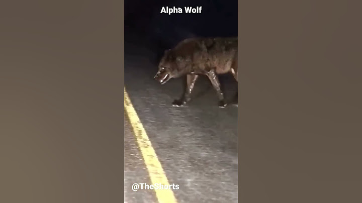 Alpha Wolf 😱😨#wolf #alphamale