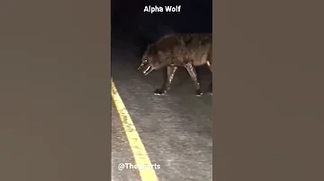 Alpha Wolf Wolf Alphamale 