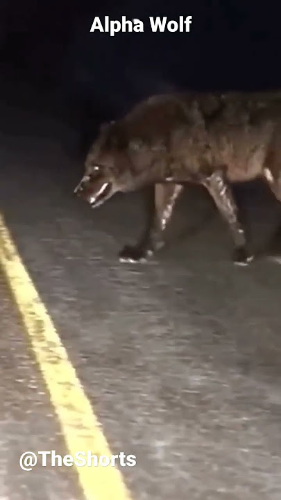 Alpha Wolf 😱😨#wolf #alphamale