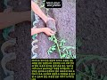 토마토를 눕혀서 심는다고요? 뿌리가 2배 폭발하는 놀라운 텃밭 꿀팁 #worker #process #gardening #tomato #tips
