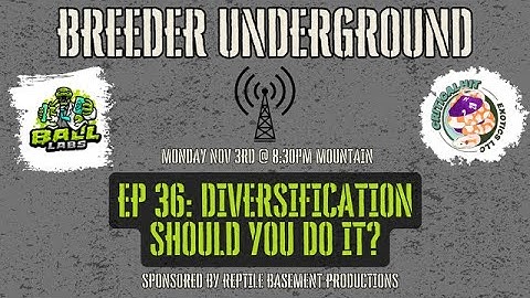 Episode 36: Diversification, Should You Do It?