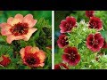 How to Plant Potentilla: Summer/Autumn Guide