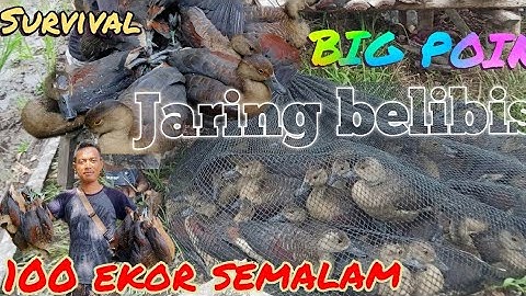 JARING BELIBIS✅POIN 100 EKOR SATU MALAM‼️BIRD TRAPPING✔️BUSCRAFT