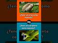 ¿TU QUÉ PREFIERES? QUIZ MANÍA 🧠