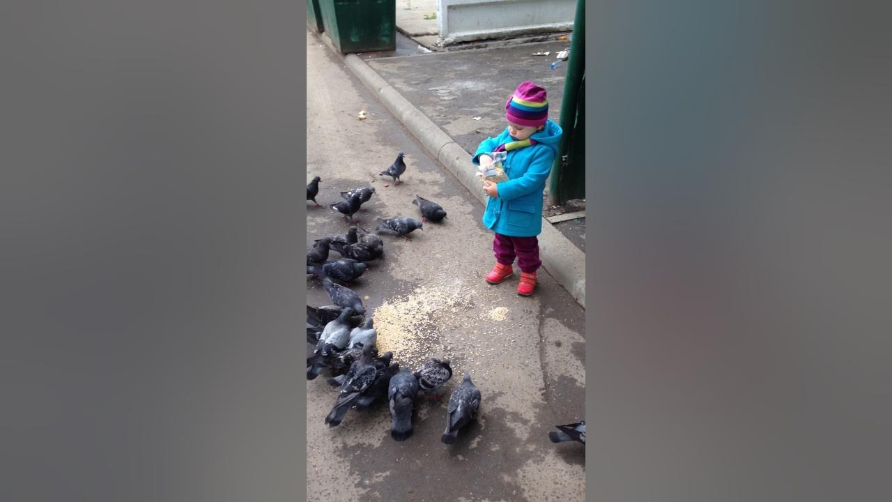заметив детей голубь. птенец дикого голубя. голубь игры с малышами. лысый голубь малыши. заметив детей голубь.