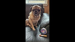 Bulldog Wrinkle Care Powder - Moisture &amp; Odor Control Absorb Tears - Natural Soothing Formula with A