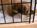 ご飯をお湯でふやかしての初めての食事【ミニチュアダックス・モカの記録】Miniature Dachshund