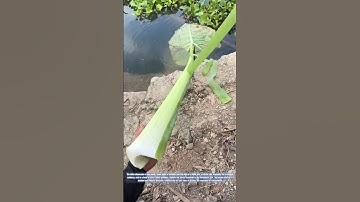 Peeling the White Taro: A Delicate Process
