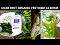 Eazy And Powerful Homemade Pesticide For Mealybugs, Aphids, Ants ~ 100% Organic And Safe