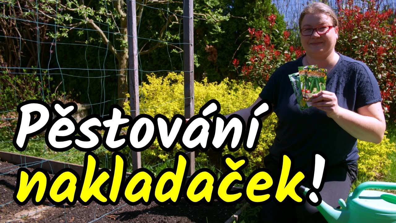 🔔🥒 Na Marka sej oharka! Pěstování OKUREK NAKLADAČEK - nejlepší odrůdy a termíny