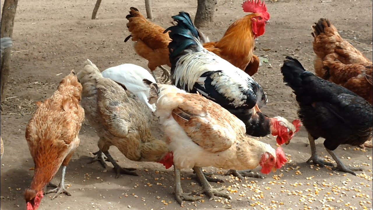 Conjunto de aves de fazenda isolado no fundo branco. fazenda de pássaros.  peru, frango, pato, galinha-d'angola, galo e ganso em estilo plano simples  de desenho animado. ilustração vetorial.