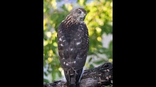 Coopers Hawk  7-27-23