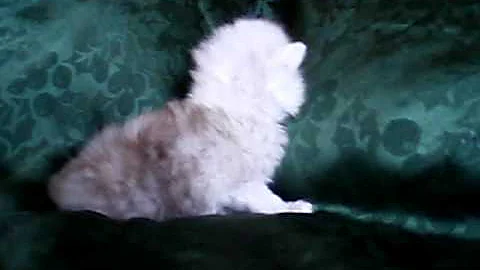 Watch the video about "mini" Chinchilla Silver Kitten