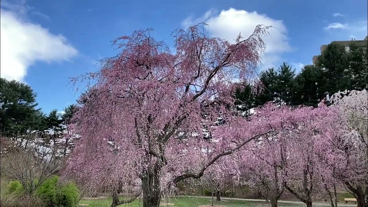 Сакура в ботаническом саду когда цветет 2024