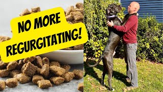 Dog Regurgitates After Eating? Try This Simple Megaesophagus Feeding Tip