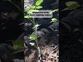 Salah satu perawatan awal pada tanaman tomat agar tumbuh subur #gardening #berkebun #garden
