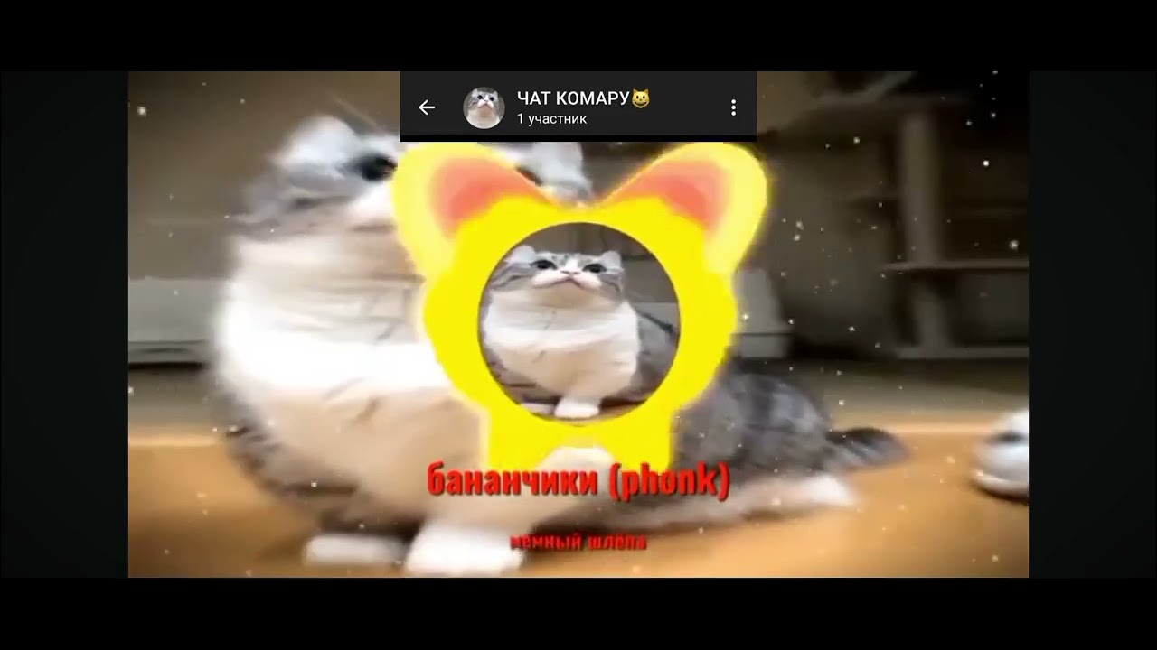 Соблюдайте этикет как он #komaru #кот #комару #shorts - YouTube