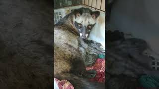 kelahiran ke 1(3 ekor) dr indukan (BELLA) musang pandan x (GOTRO) musang pandan bali