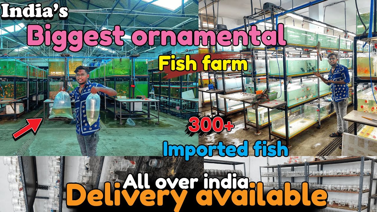 ரூ25 முதல் Imported fish|aqua zoo|Wholesale price|Delivery available|Rare|aqua Farm visit|Xploring💫