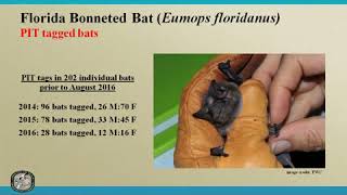 CHNEP Talk: Florida’s Bonneted Bat: Research and Monitoring Efforts
