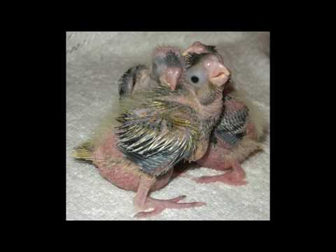 Video: Cât Trăiesc Papagalii
