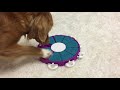 Dog Twister - Nina Ottosson - New - YouTube