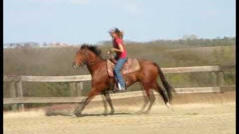 Valley View Ranch - LZJ Stormys Starlite -  *For up-to-date info, price, etc., go to our website*