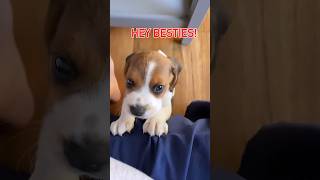 #dog #beagle #pets #beaglelife #doglover #puppy #beaglelife #funny #beaglepuppy #puppyvideos #dogs