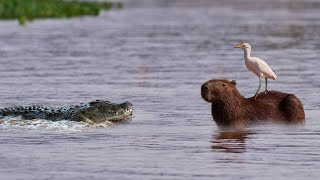 СТРАННО, вот что бывает, когда водосвинка встречает крокодила