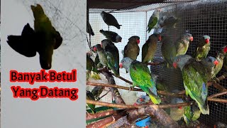 Proses Penangkapan Nuri Tanau Dialam