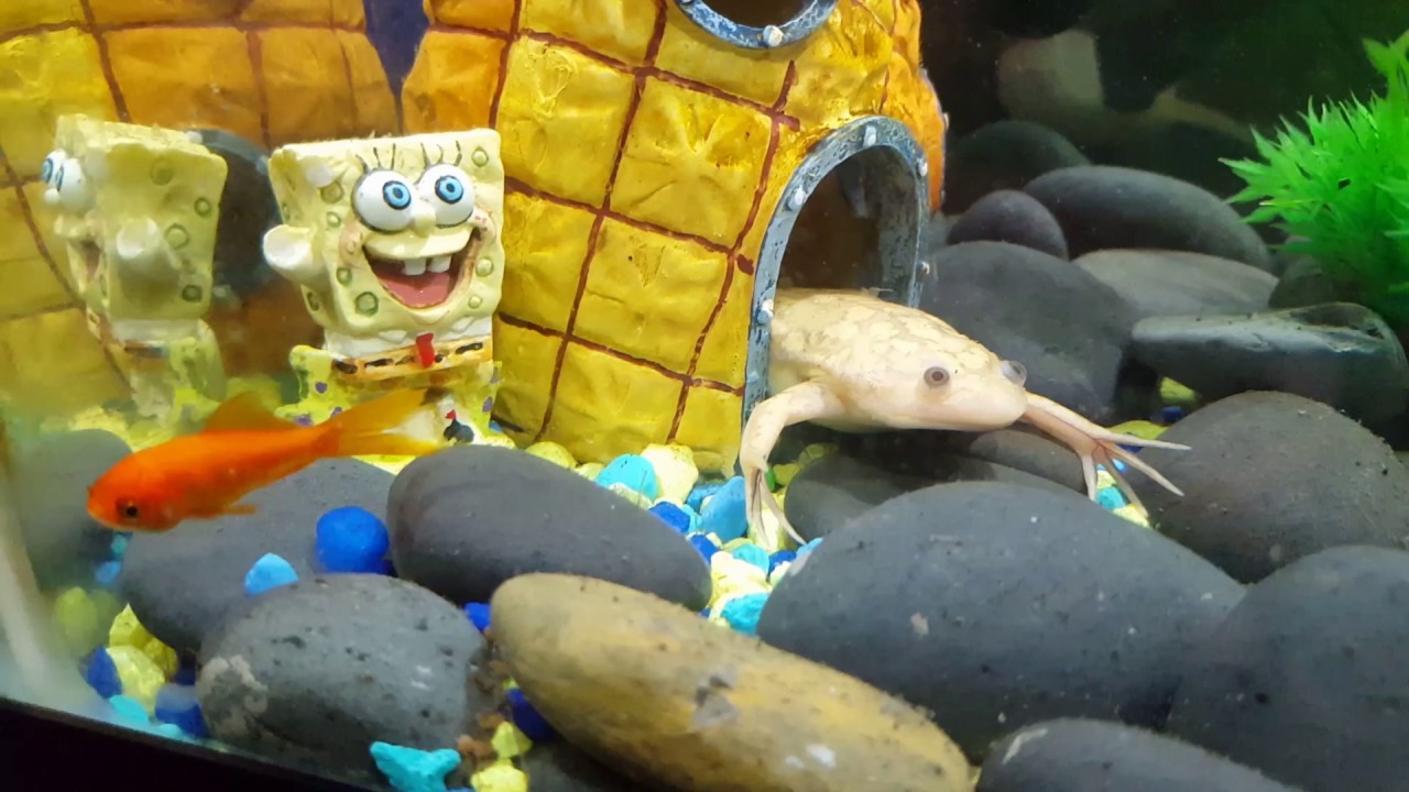 Albino African Clawed Frog eating a goldfish YouTube