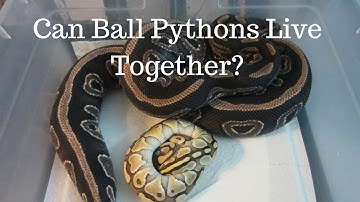 Can Ball Pythons Live Together In The Same Cage? - Benjamin