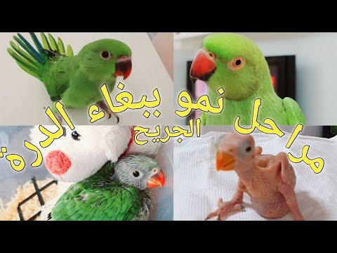فيديو: كيفية تربية طيور الحب: 13 خطوة (بالصور)