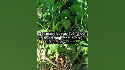 Cây mạch lạc (cây đuôi chuột) | Cây thuốc nam điều trị tiểu đường, viêm tiết niệu, hở van tim