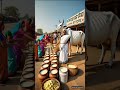 🍚A cow laid many 🥛 #cowmilk#milk#aimilk #storyforkids