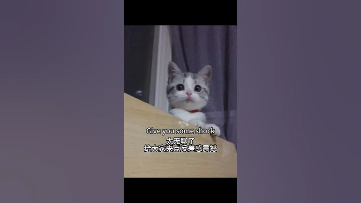 Video 6855891: cute american shorthair, britishshorthair cat kitten