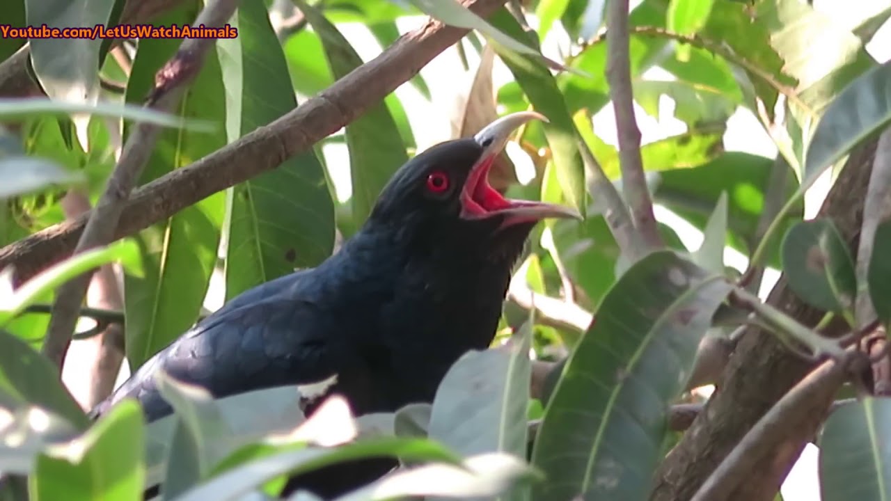 Ringtone Koyal YouTube